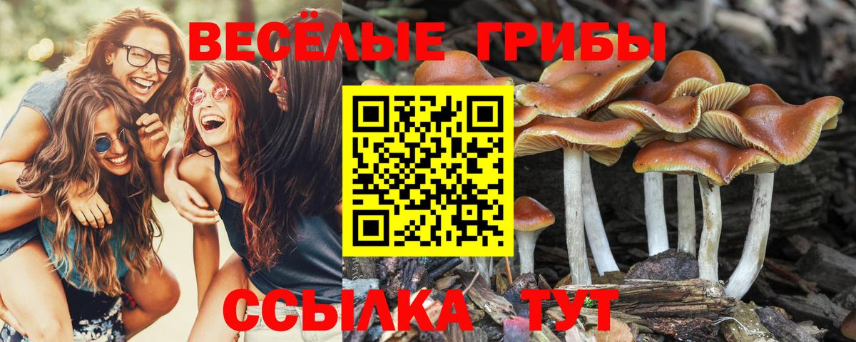 Заволжье  Галлюциногенные грибы мицелий  Вход с VPN  Псилоцибиновые грибы Psilocybe 